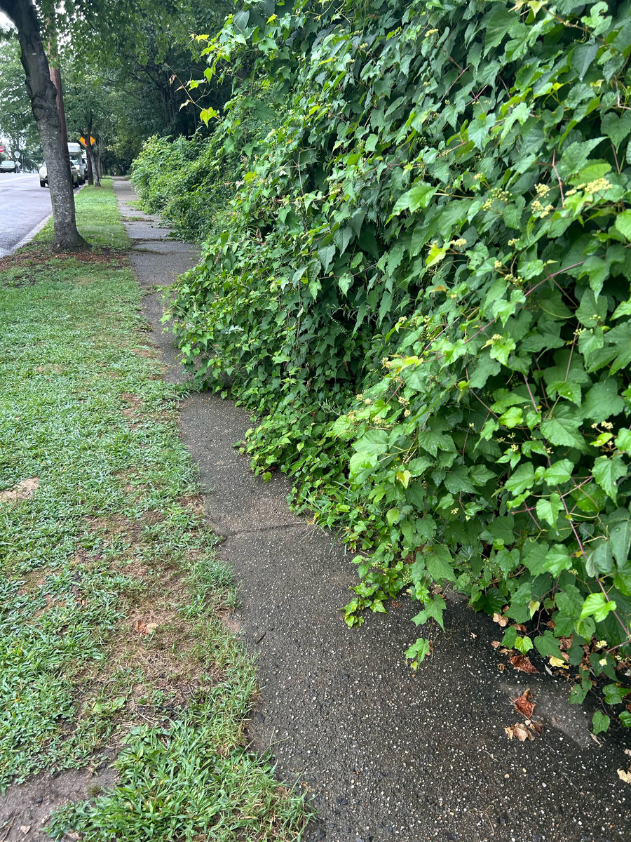 Photographic documentation of the work as submitted to the city's 311 record.
