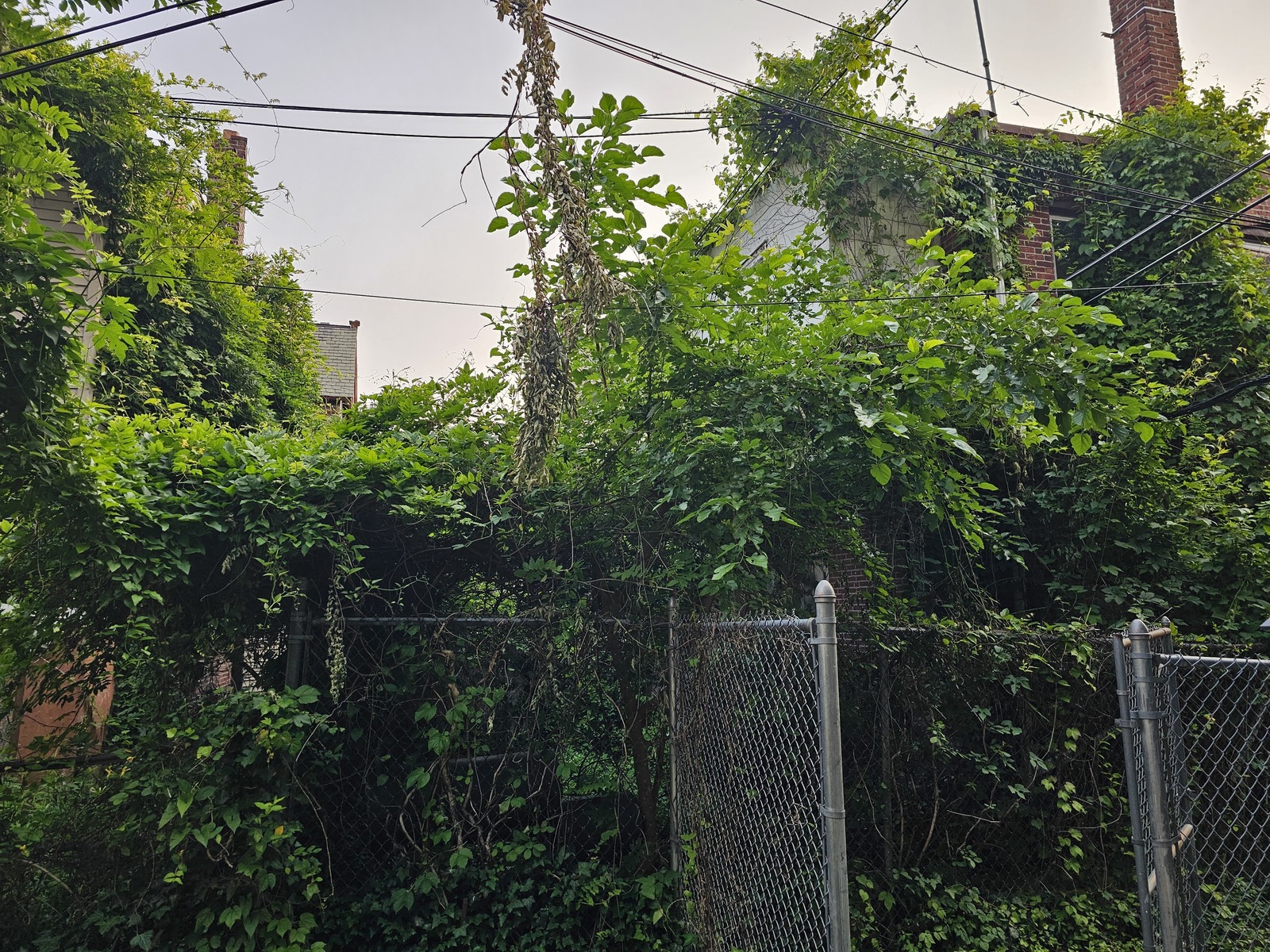 Photographic documentation of the work as submitted to the city's 311 record.