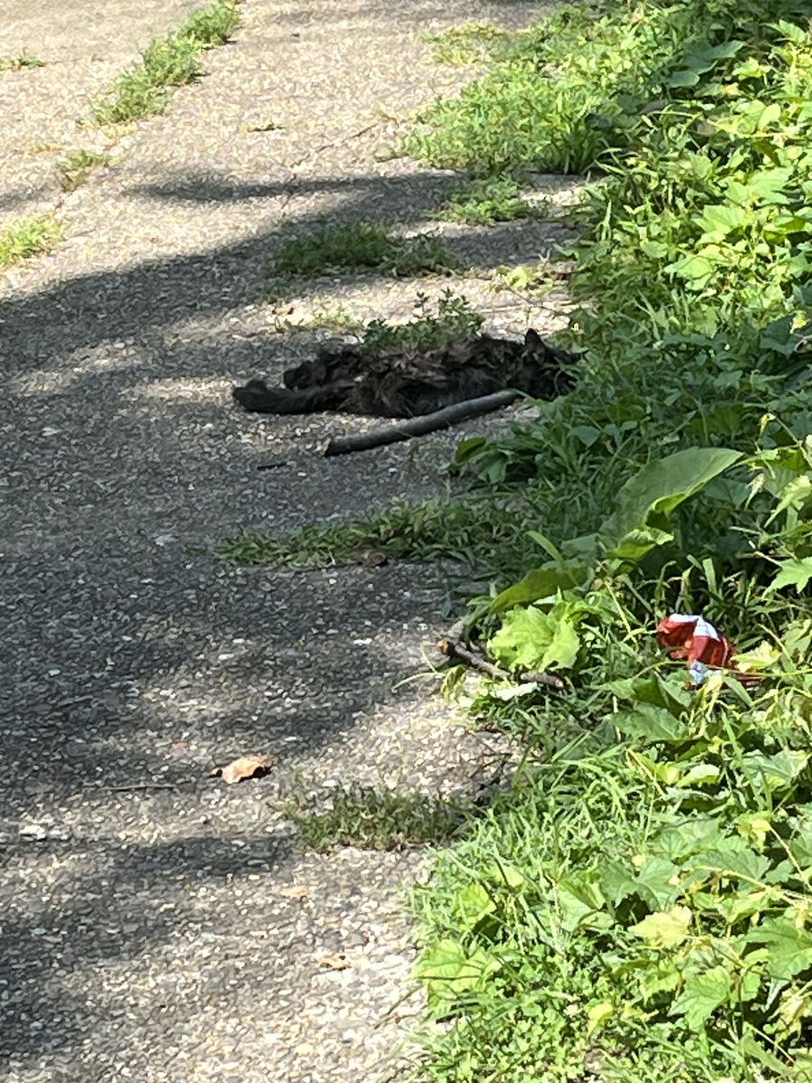 Photographic documentation of the work as submitted to the city's 311 record.