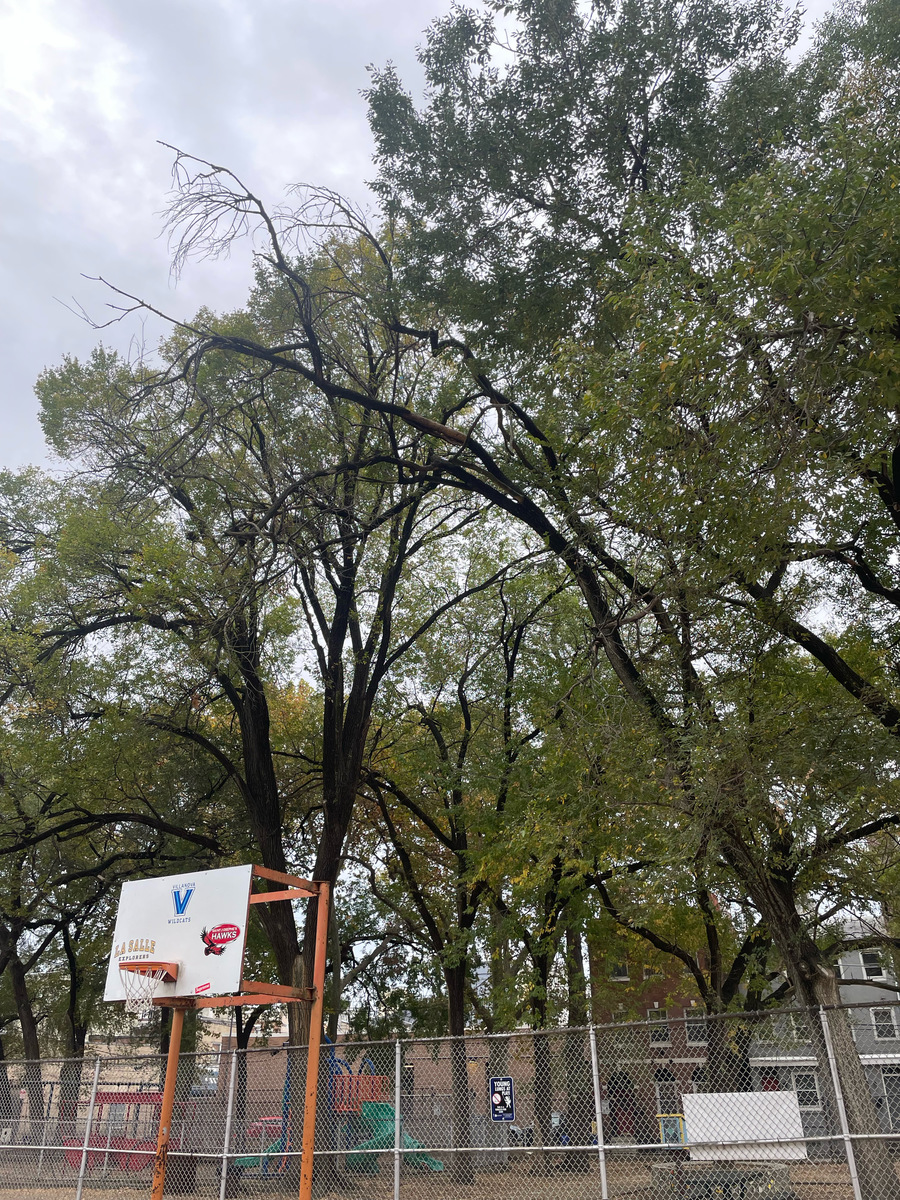 Photographic documentation of the work as submitted to the city's 311 record.