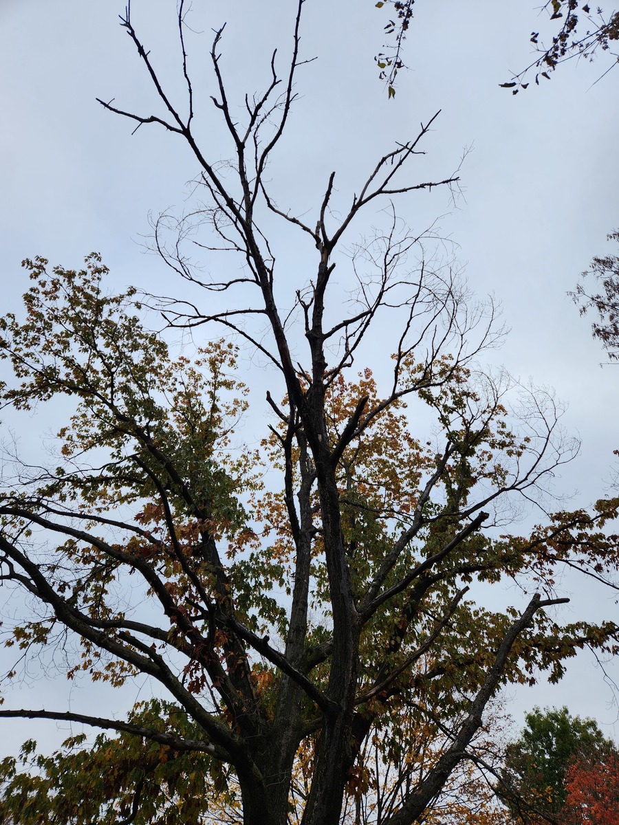 Photographic documentation of the work as submitted to the city's 311 record.