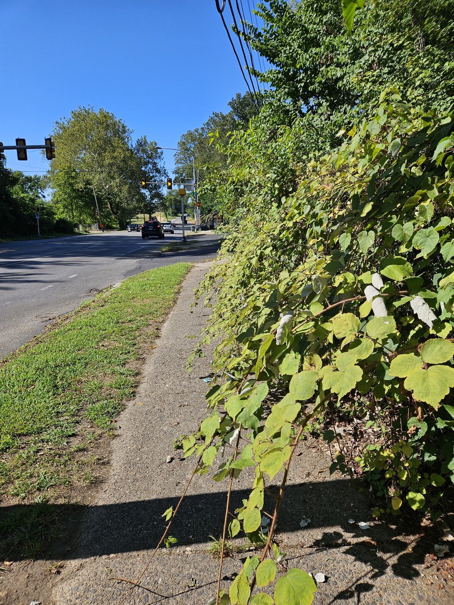 Photographic documentation of the work as submitted to the city's 311 record.