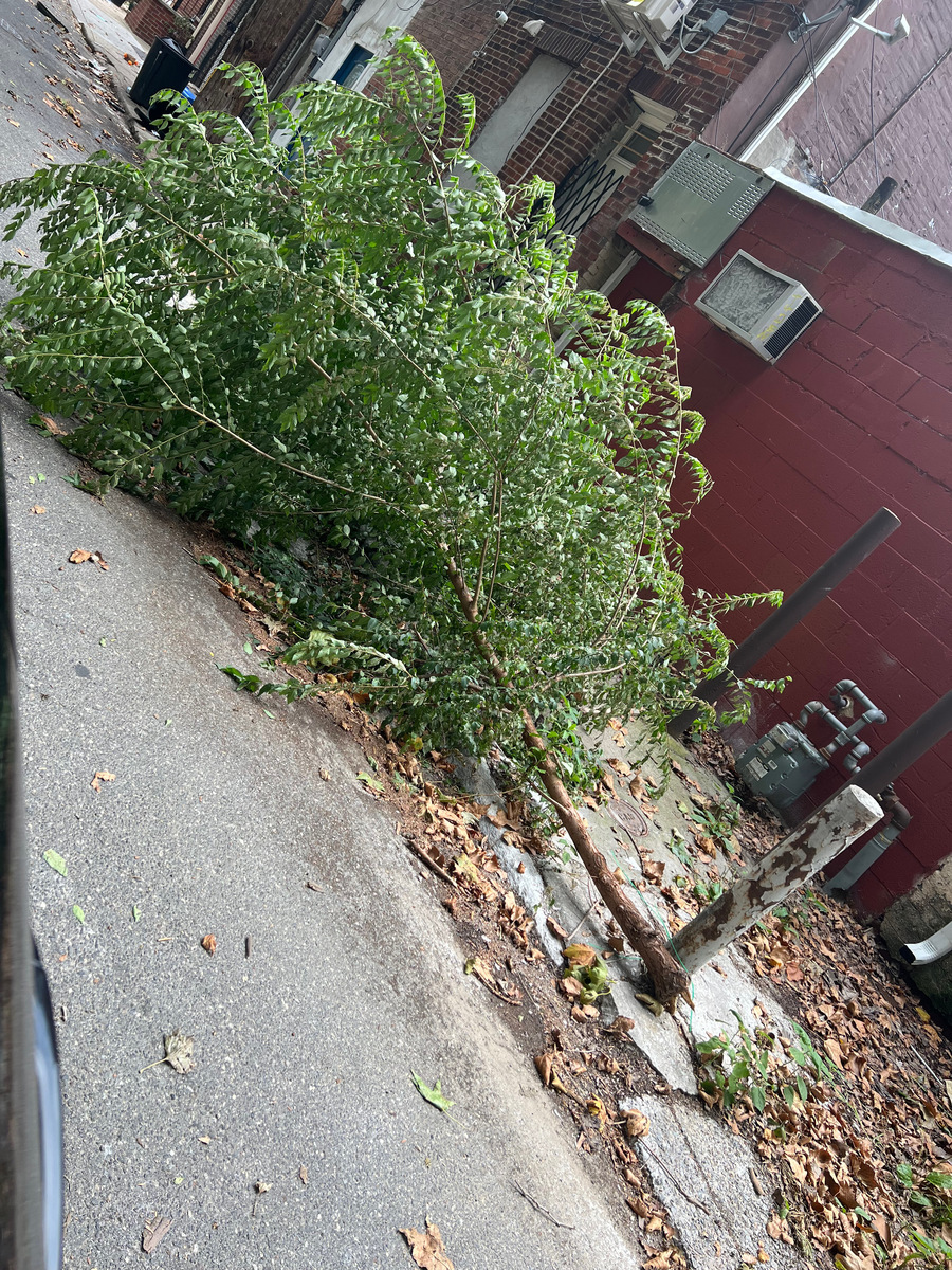 Photographic documentation of the work as submitted to the city's 311 record.
