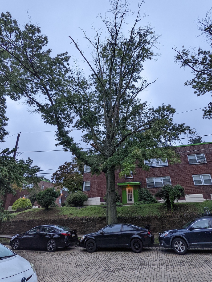 Photographic documentation of the work as submitted to the city's 311 record.