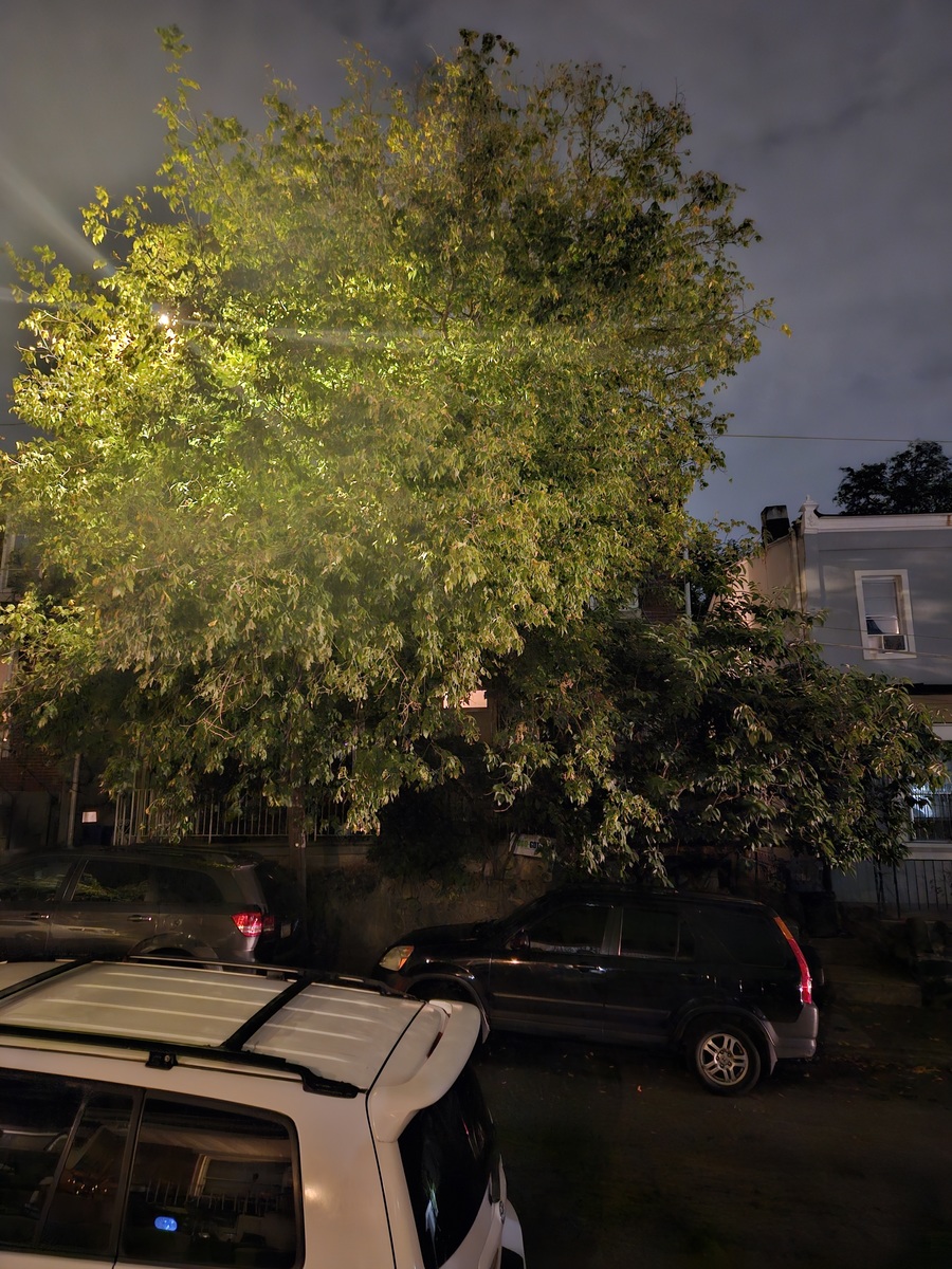 Photographic documentation of the work as submitted to the city's 311 record.