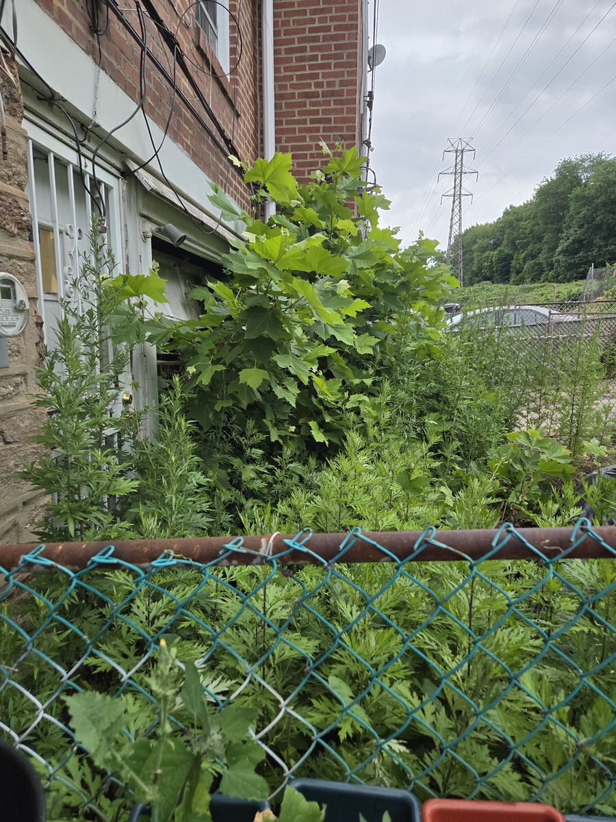 Photographic documentation of the work as submitted to the city's 311 record.