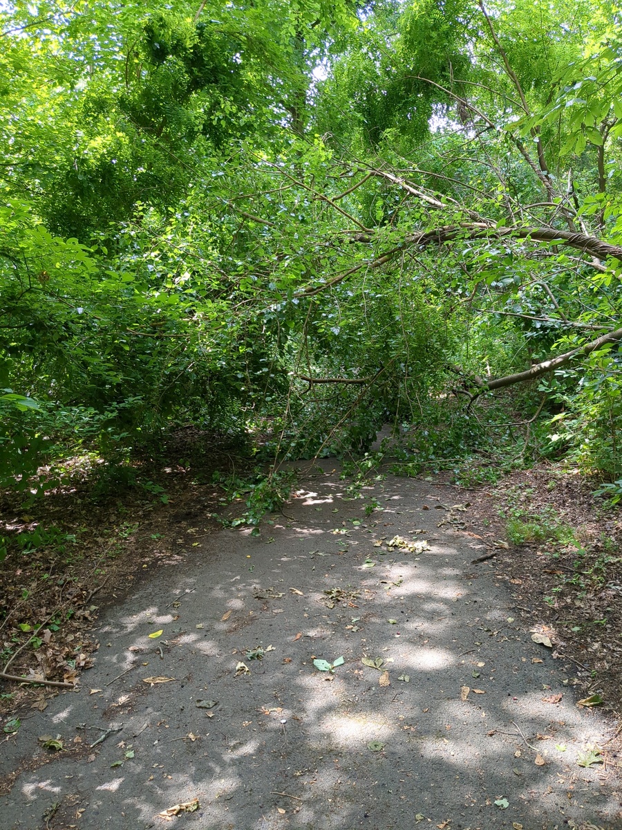 Photographic documentation of the work as submitted to the city's 311 record.