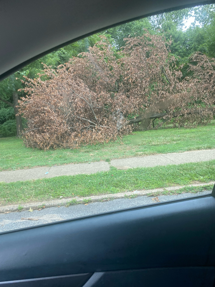 Photographic documentation of the work as submitted to the city's 311 record.