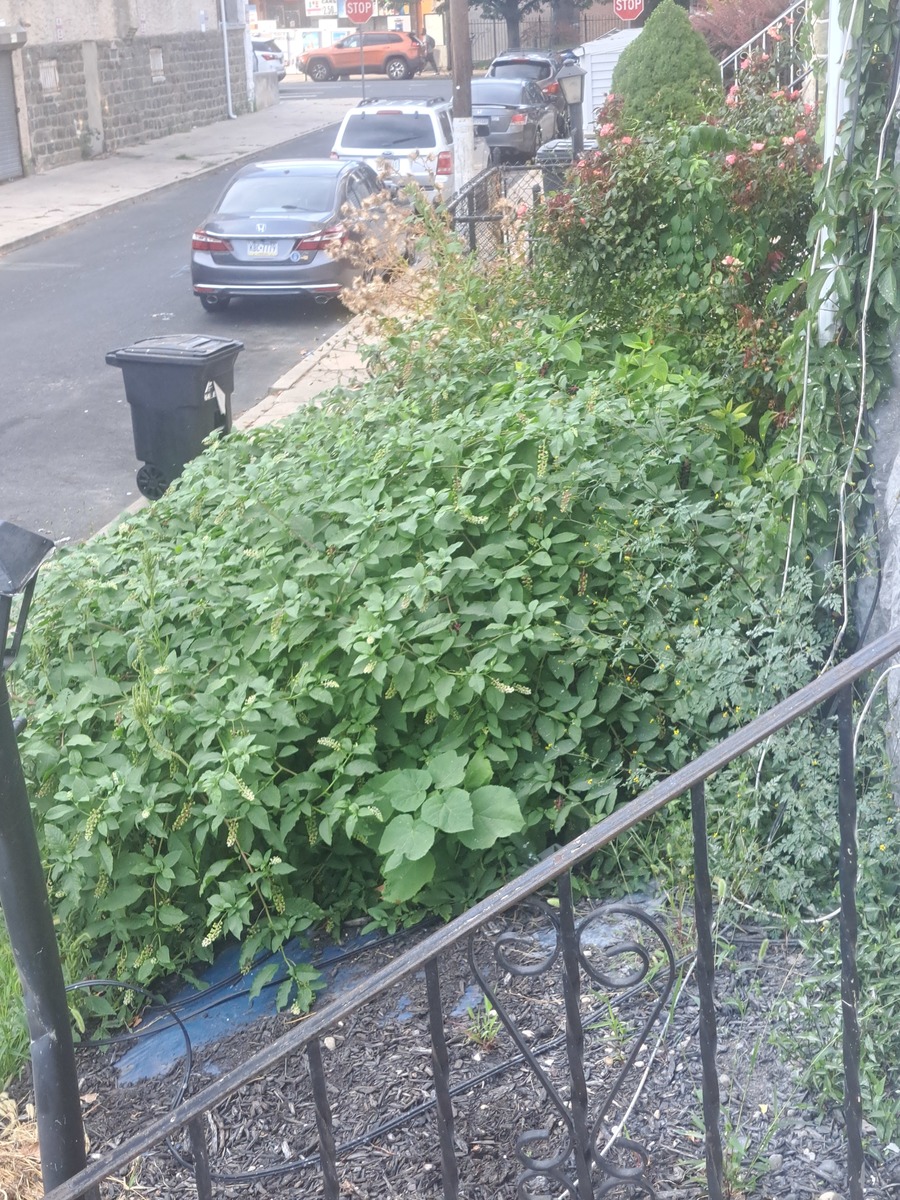Photographic documentation of the work as submitted to the city's 311 record.