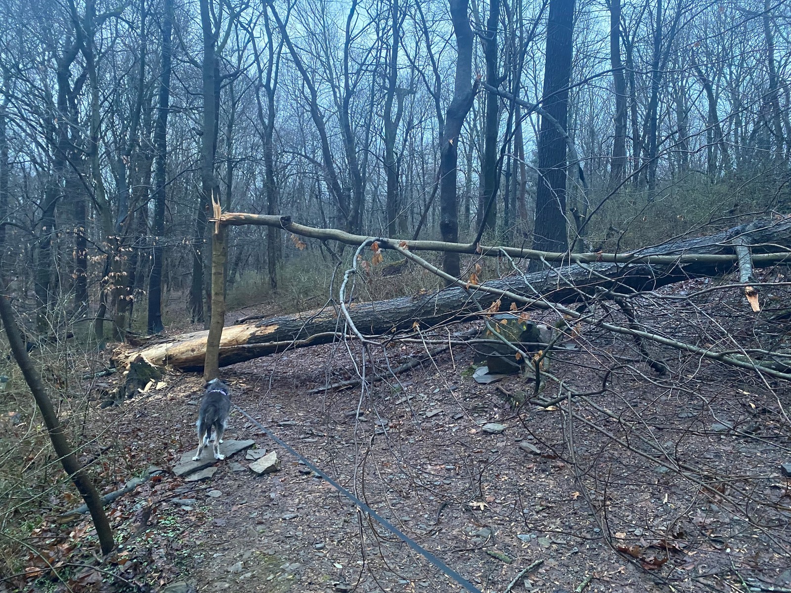 Photographic documentation of the work as submitted to the city's 311 record.