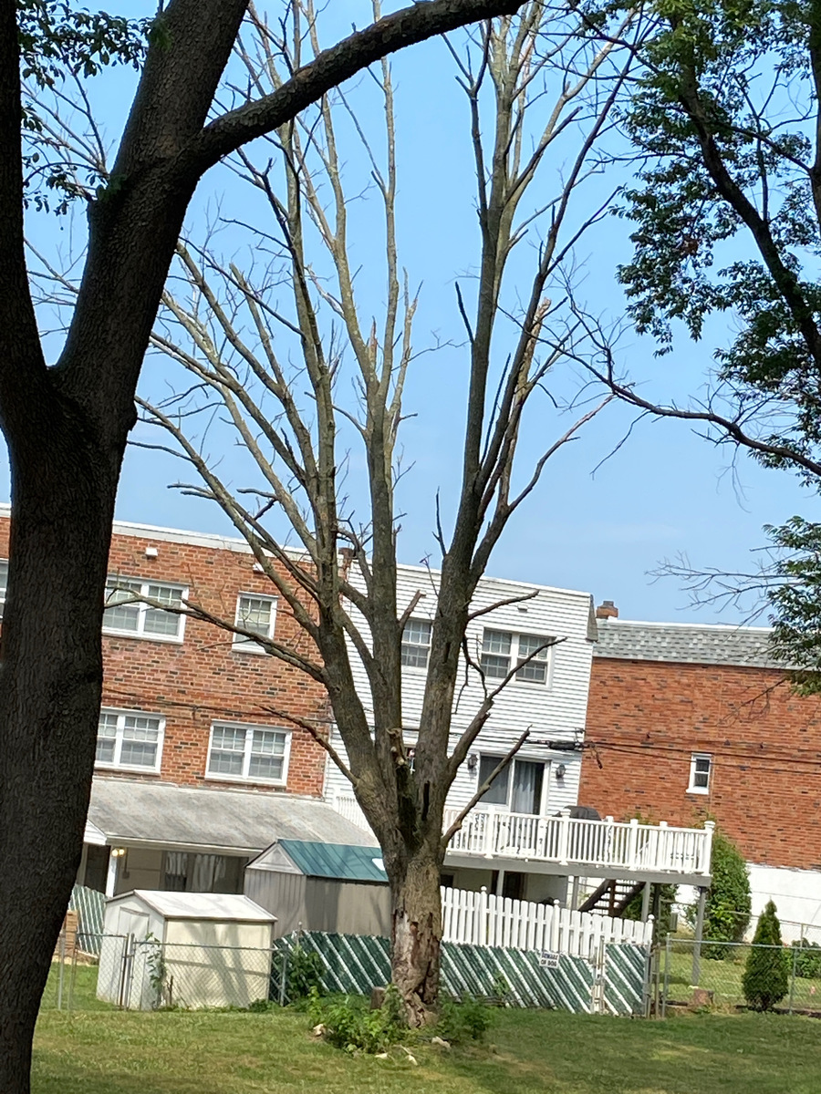 Photographic documentation of the work as submitted to the city's 311 record.