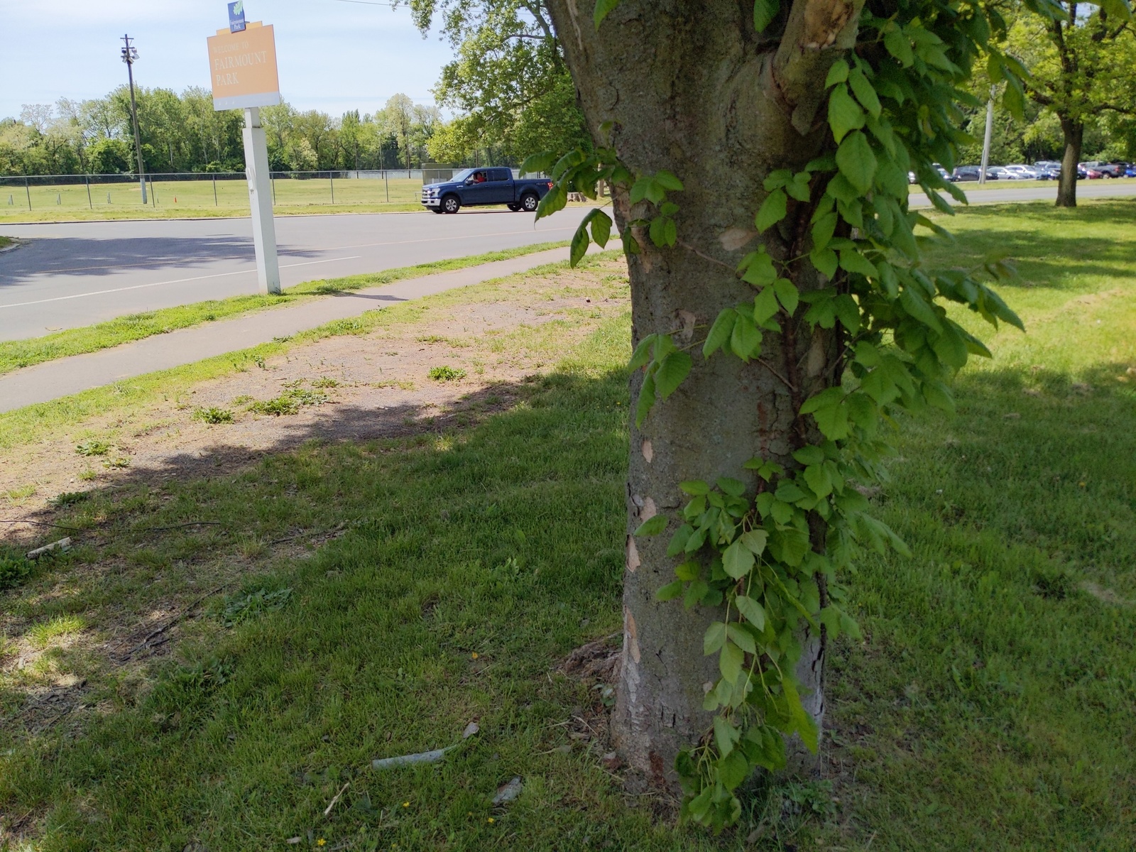 Photographic documentation of the work as submitted to the city's 311 record.