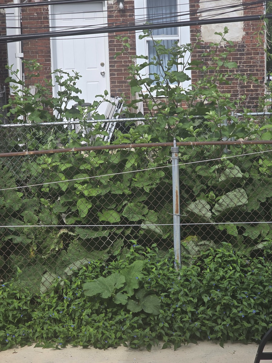 Photographic documentation of the work as submitted to the city's 311 record.