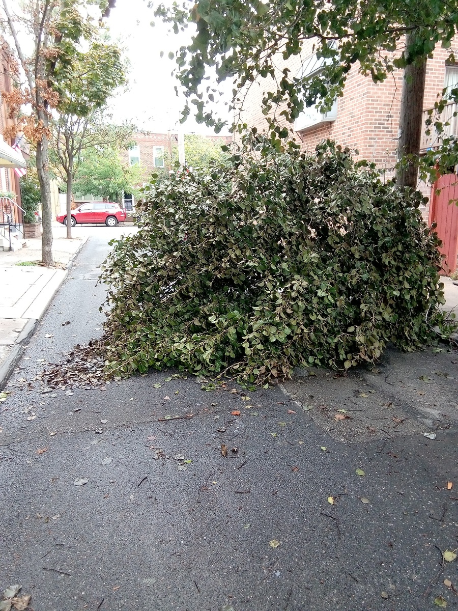 Photographic documentation of the work as submitted to the city's 311 record.