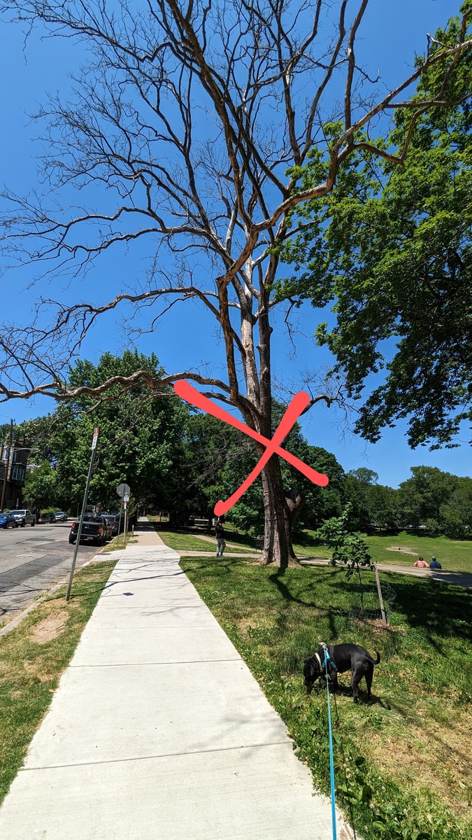 Photographic documentation of the work as submitted to the city's 311 record.