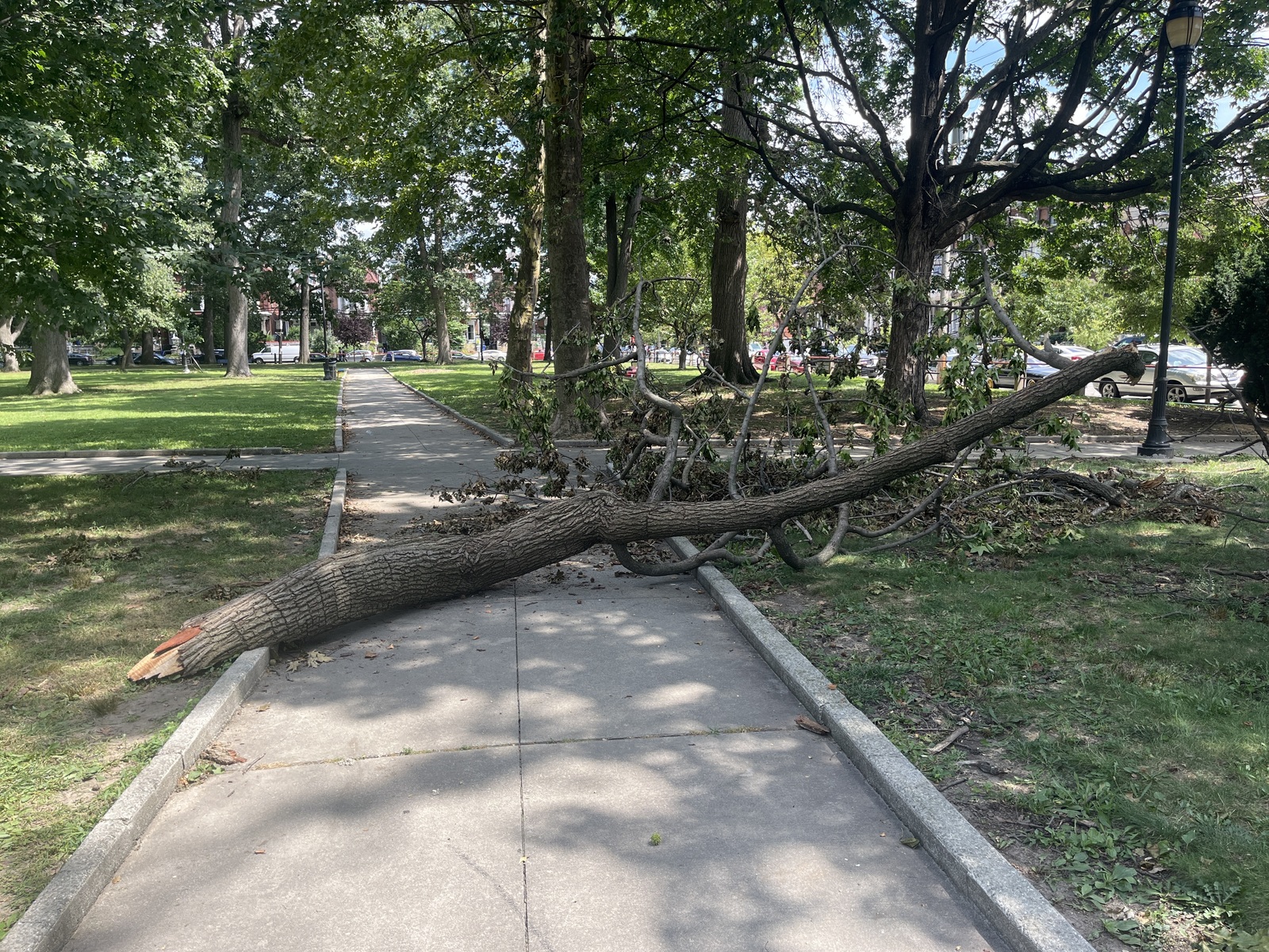 Photographic documentation of the work as submitted to the city's 311 record.