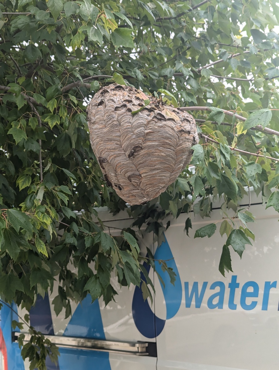 Photographic documentation of the work as submitted to the city's 311 record.