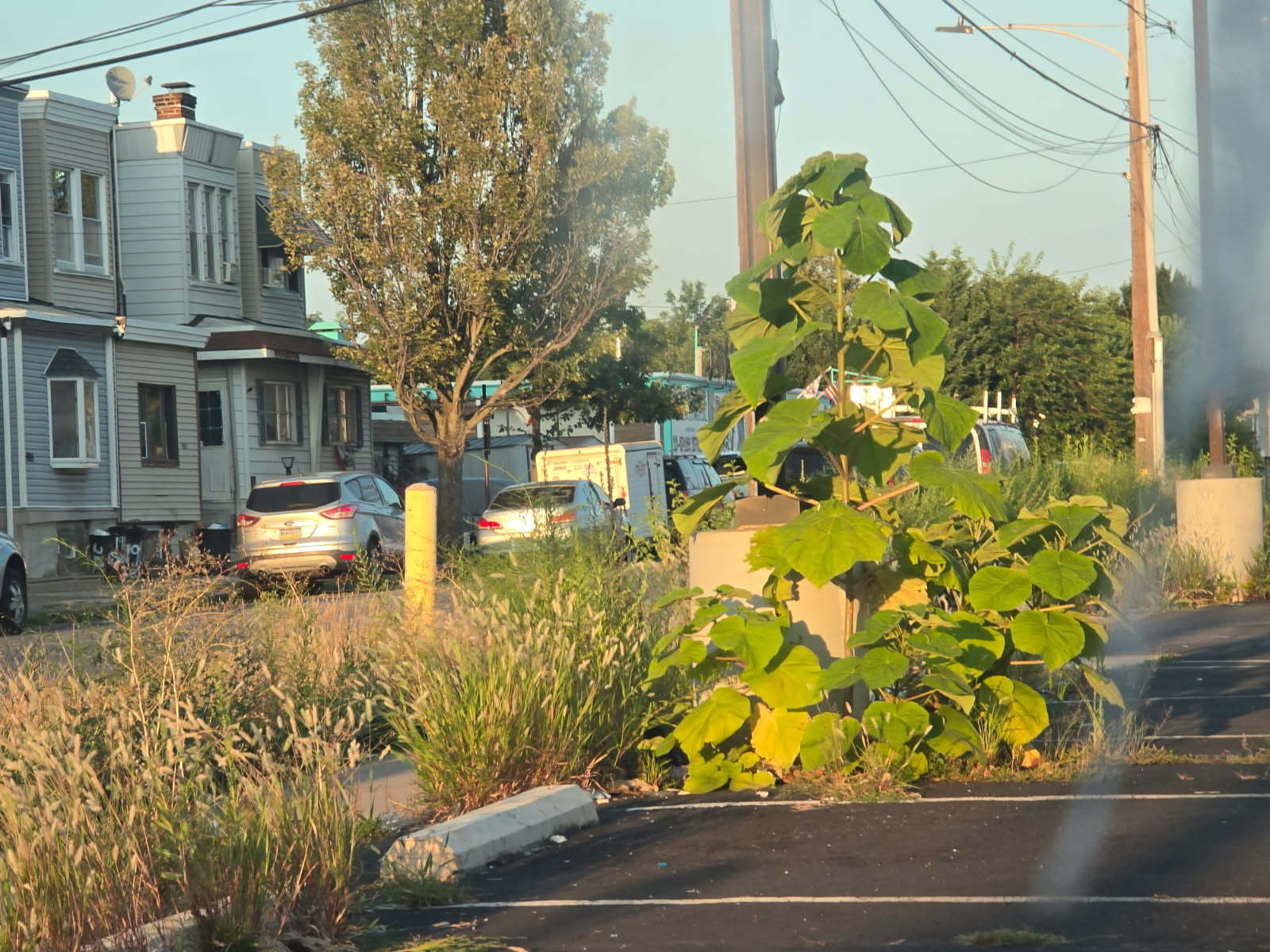 Photographic documentation of the work as submitted to the city's 311 record.