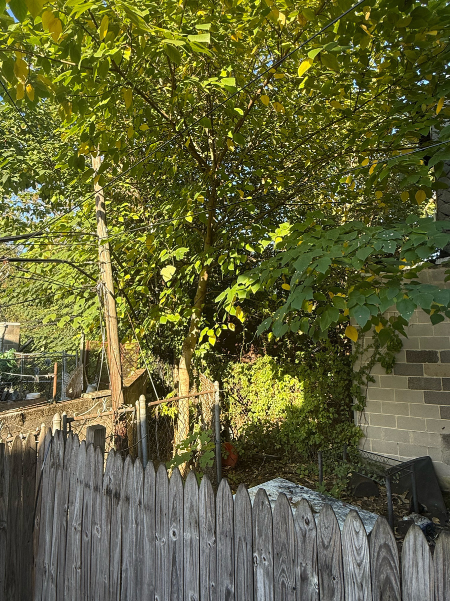 Photographic documentation of the work as submitted to the city's 311 record.