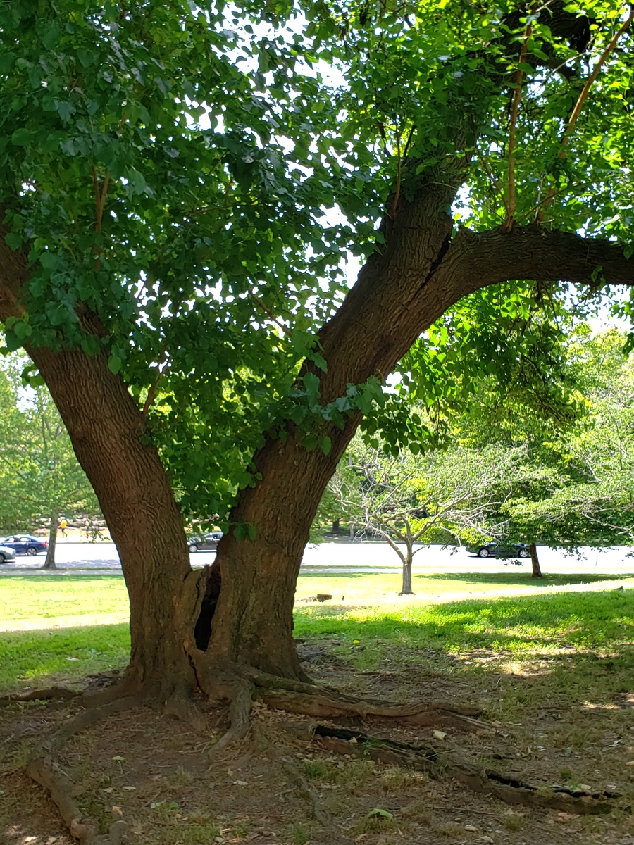 Photographic documentation of the work as submitted to the city's 311 record.