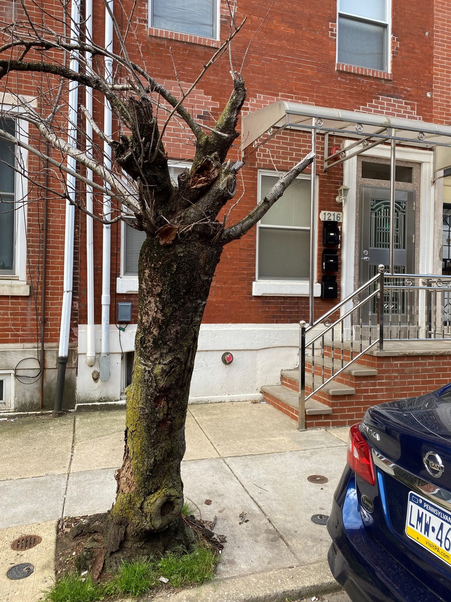 Photographic documentation of the work as submitted to the city's 311 record.