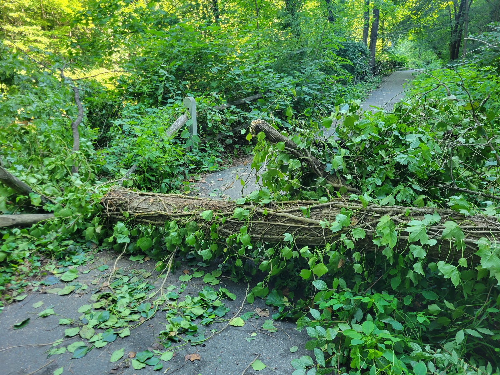 Photographic documentation of the work as submitted to the city's 311 record.