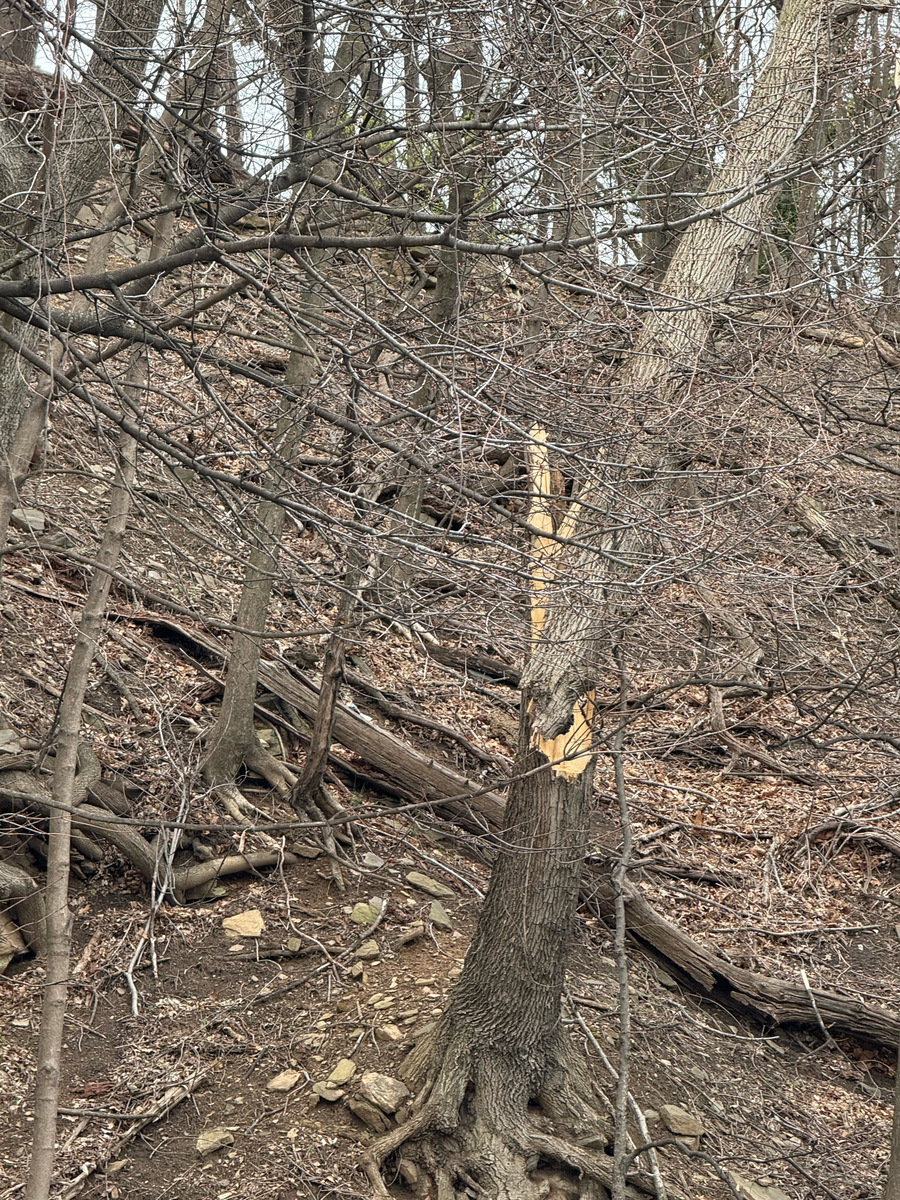 Photographic documentation of the work as submitted to the city's 311 record.