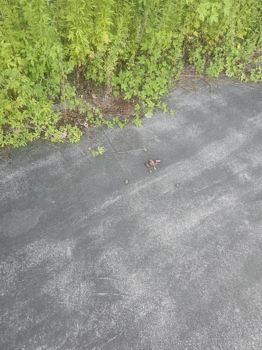 Photographic documentation of the work as submitted to the city's 311 record.