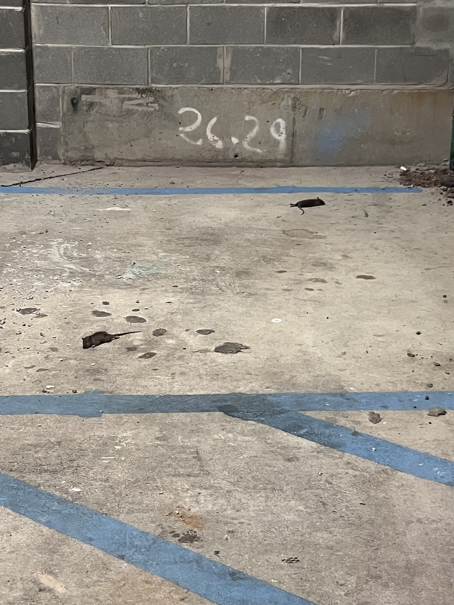Photographic documentation of the work as submitted to the city's 311 record.