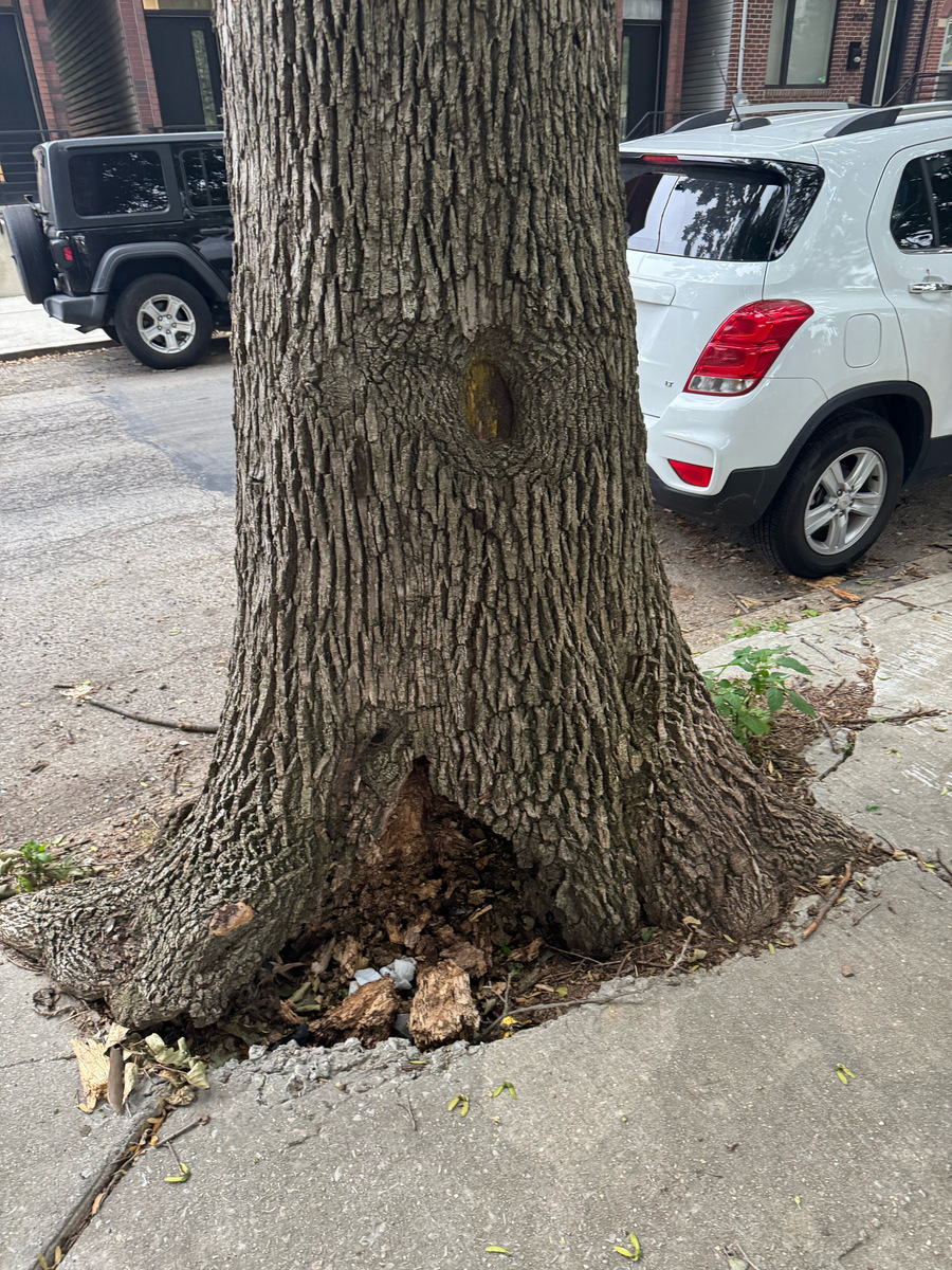 Photographic documentation of the work as submitted to the city's 311 record.