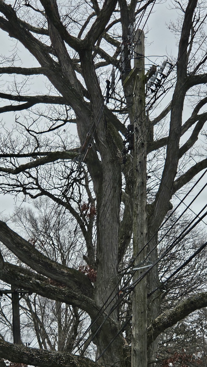 Photographic documentation of the work as submitted to the city's 311 record.