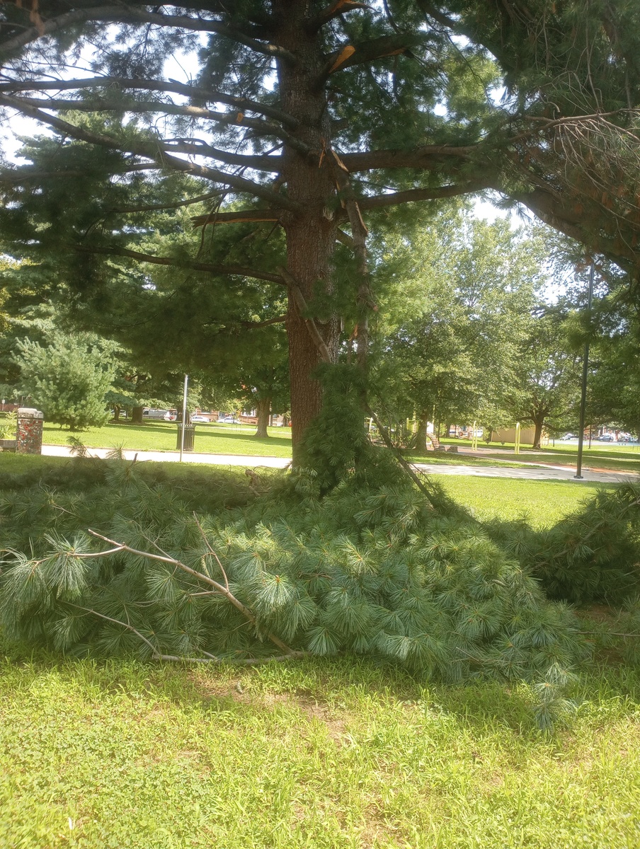 Photographic documentation of the work as submitted to the city's 311 record.