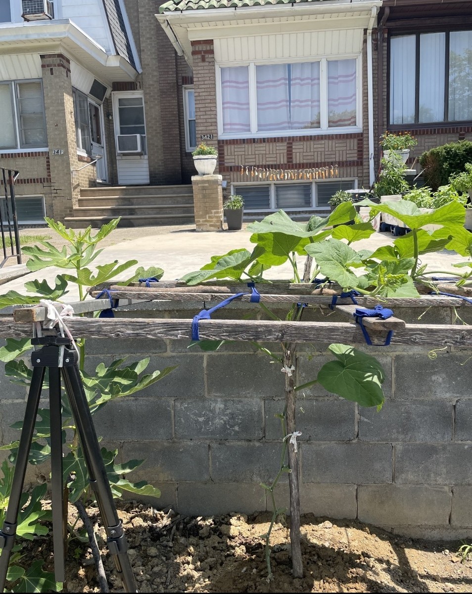 Photographic documentation of the work as submitted to the city's 311 record.