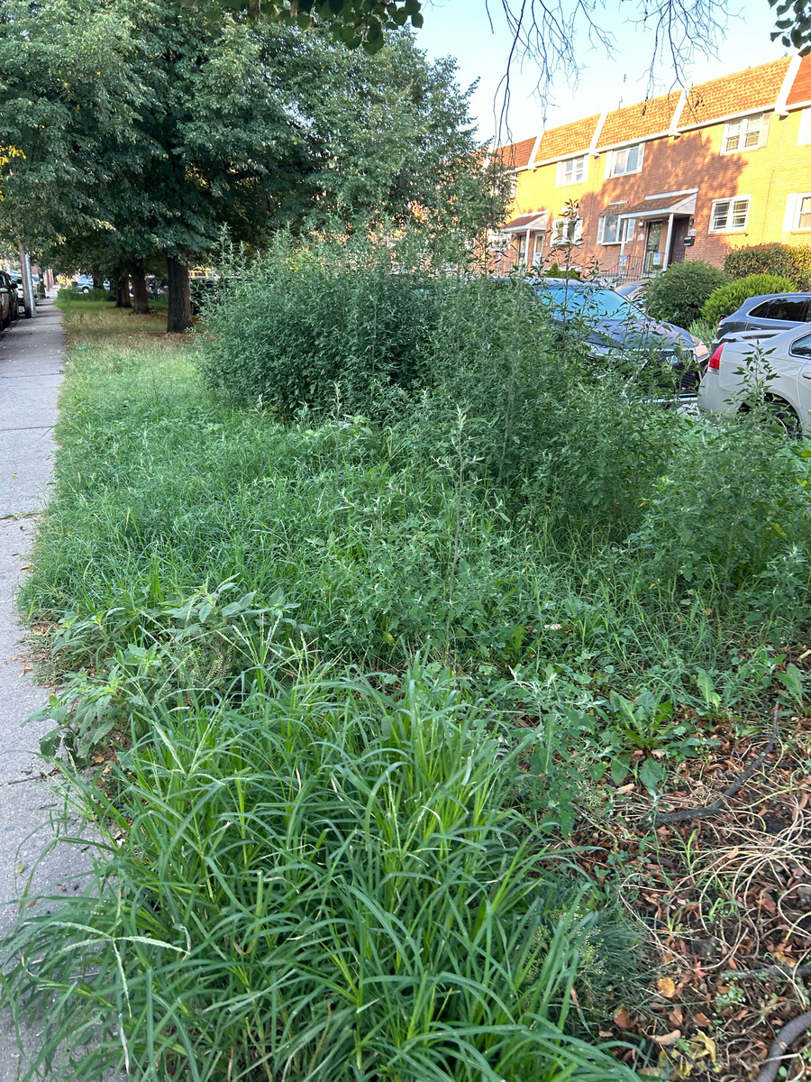 Photographic documentation of the work as submitted to the city's 311 record.