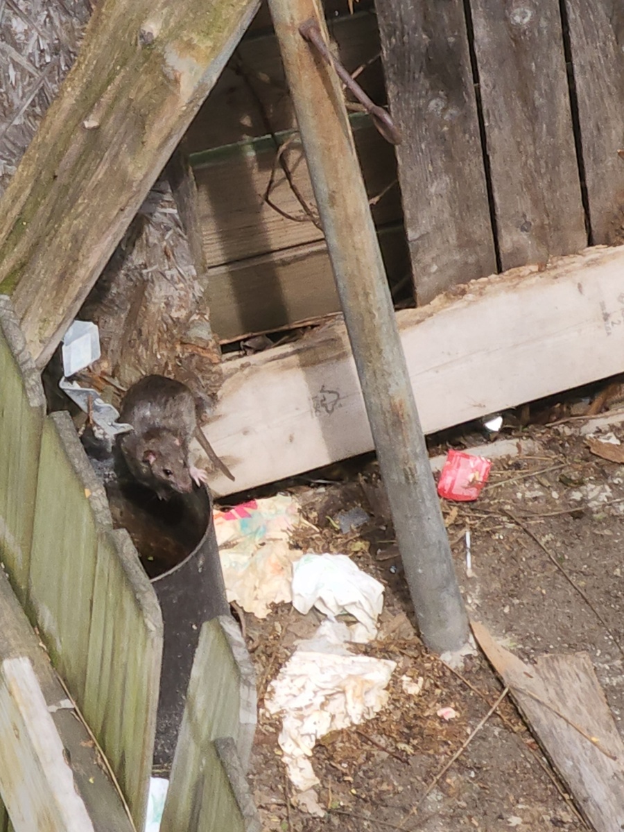 Photographic documentation of the work as submitted to the city's 311 record.