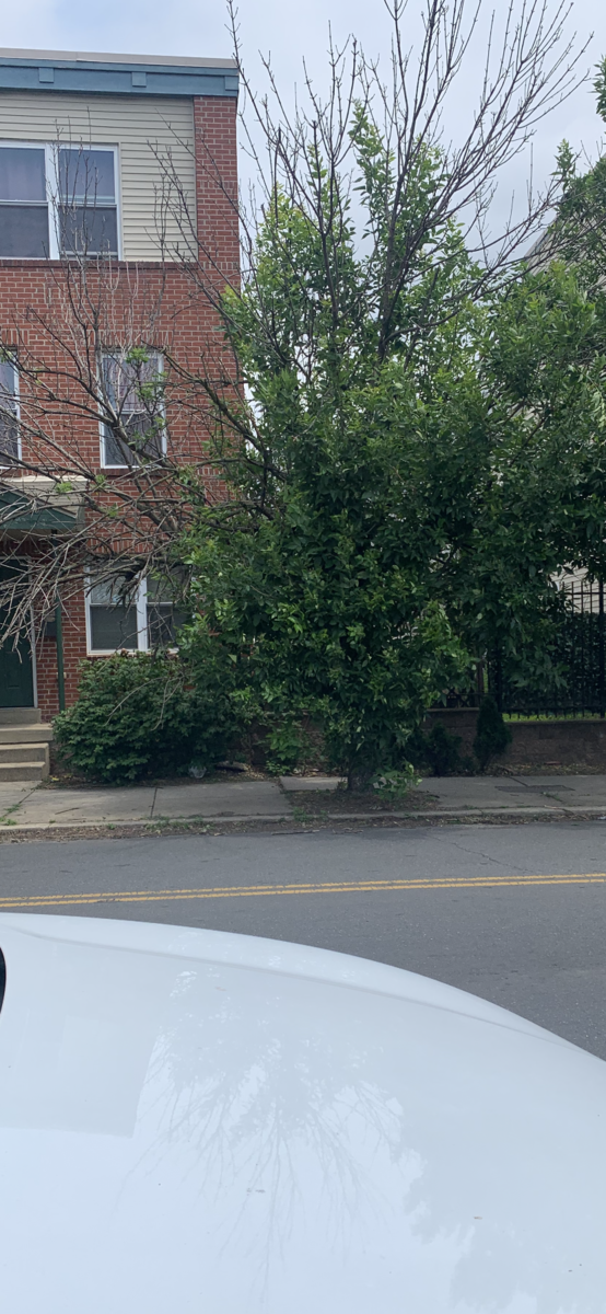 Photographic documentation of the work as submitted to the city's 311 record.