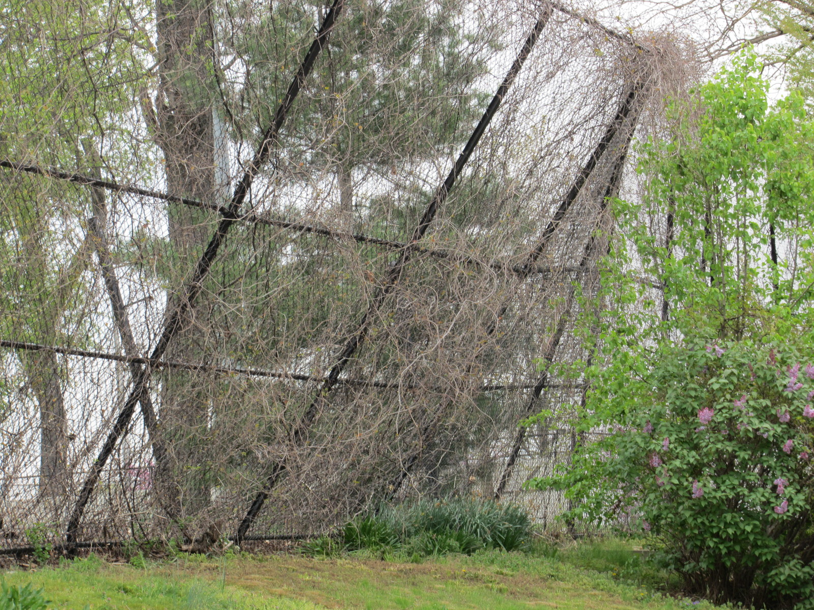 Photographic documentation of the work as submitted to the city's 311 record.