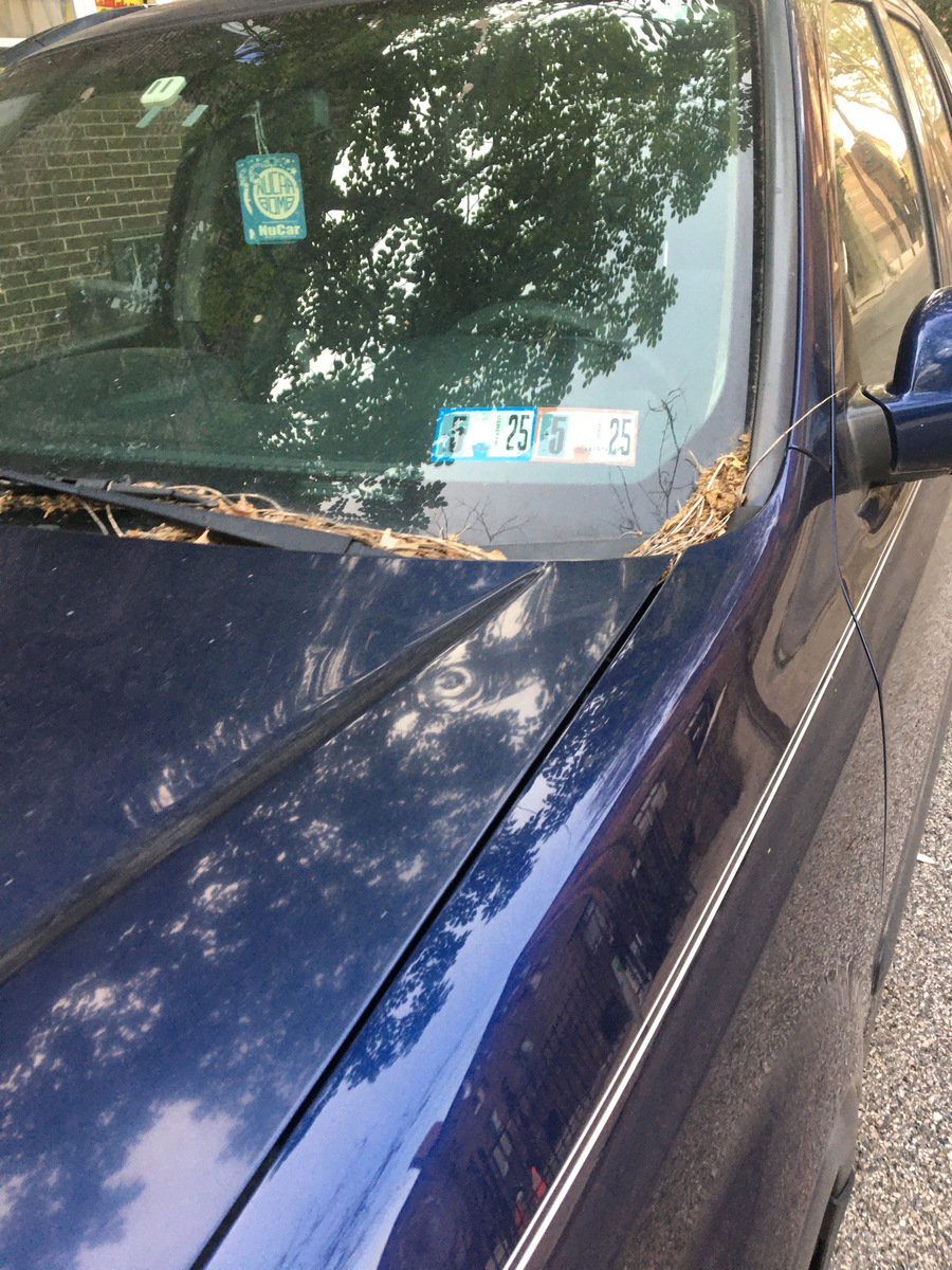 Photographic documentation of the work as submitted to the city's 311 record.