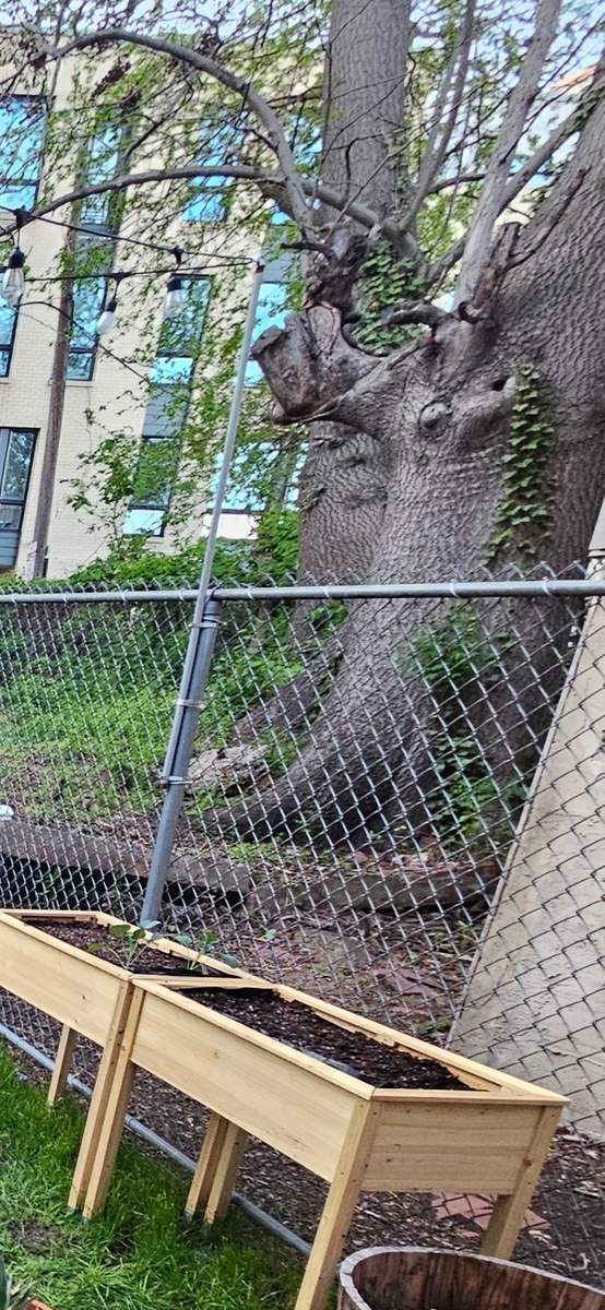Photographic documentation of the work as submitted to the city's 311 record.