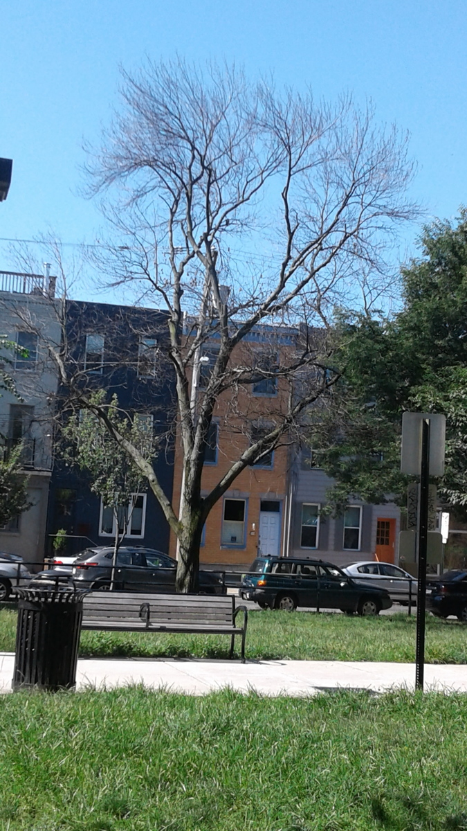 Photographic documentation of the work as submitted to the city's 311 record.