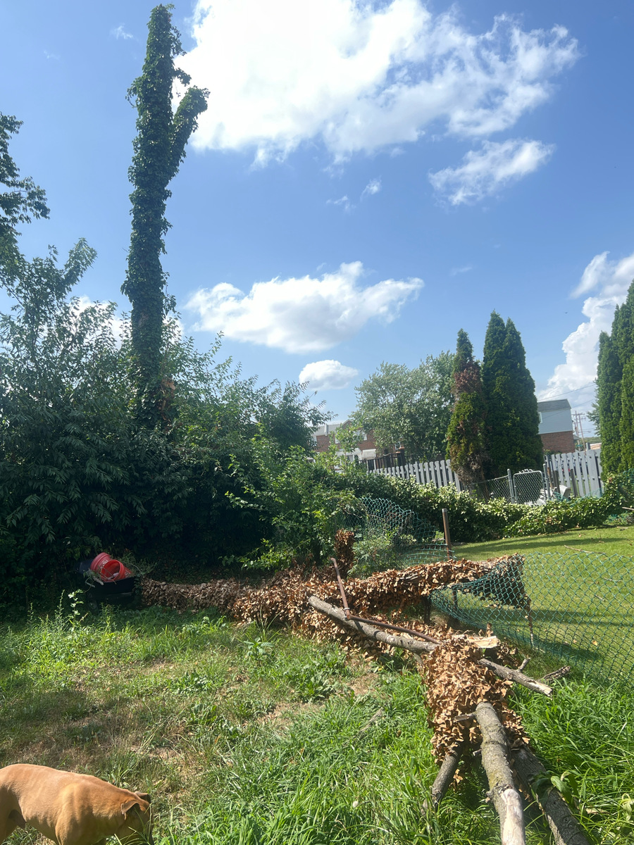 Photographic documentation of the work as submitted to the city's 311 record.