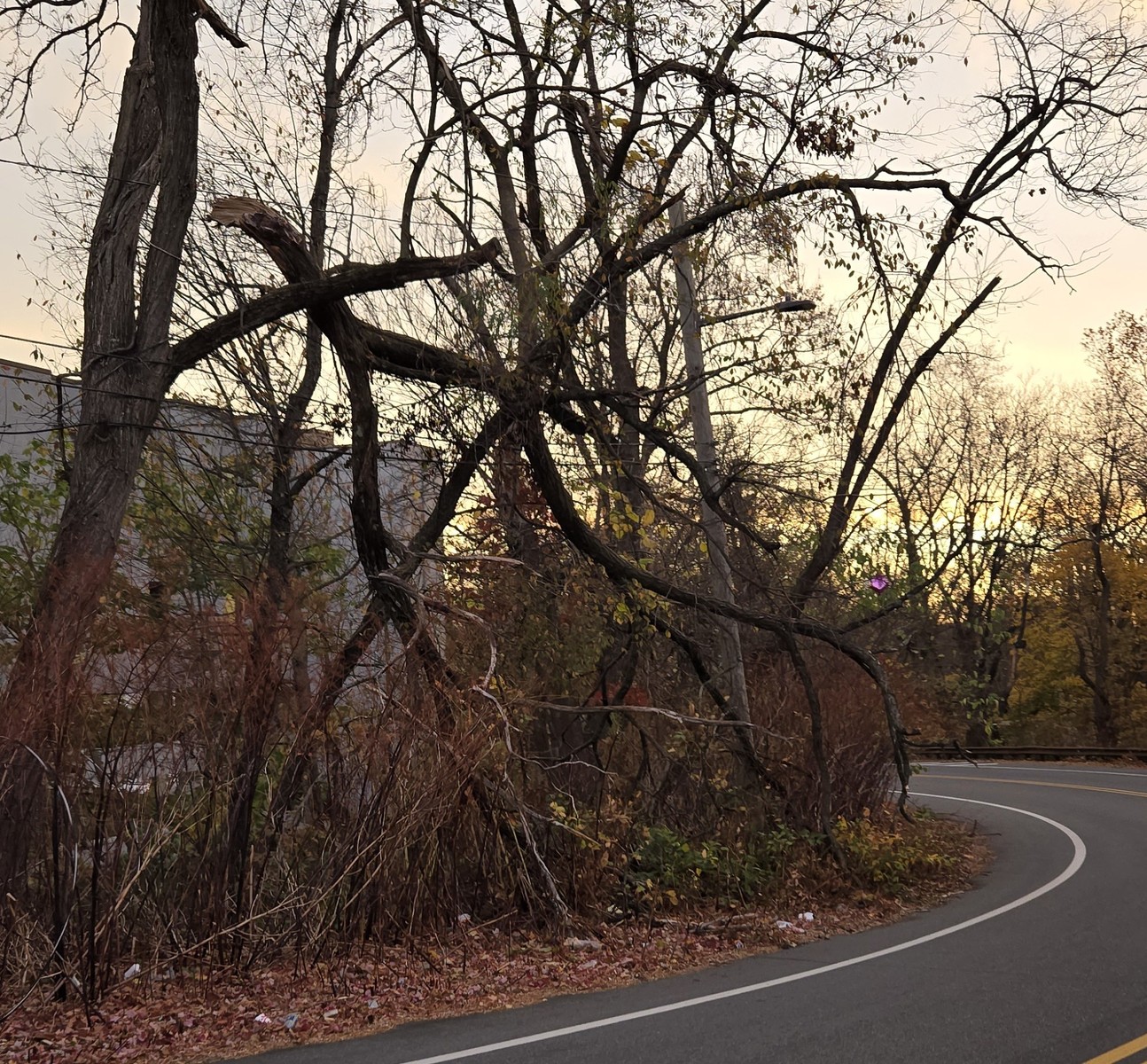 Photographic documentation of the work as submitted to the city's 311 record.