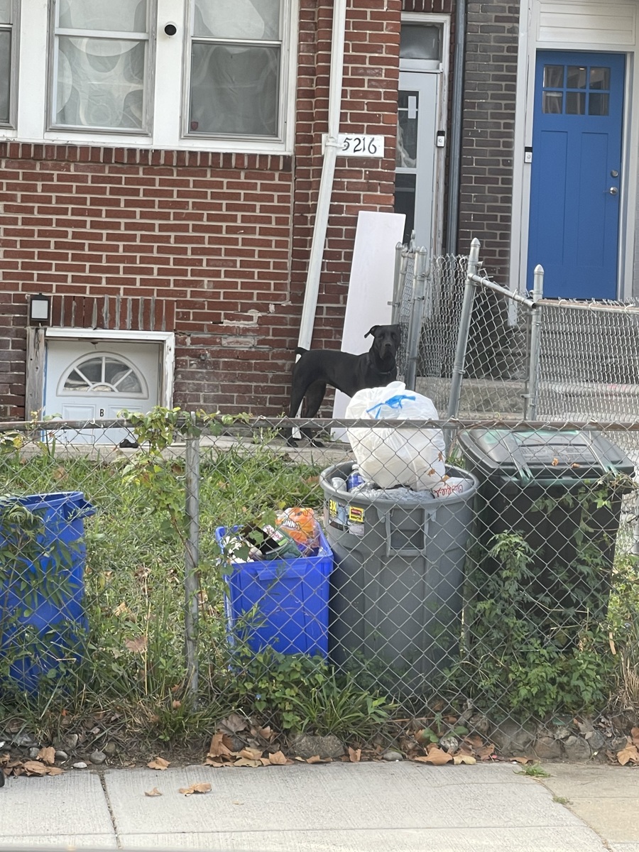 Photographic documentation of the work as submitted to the city's 311 record.