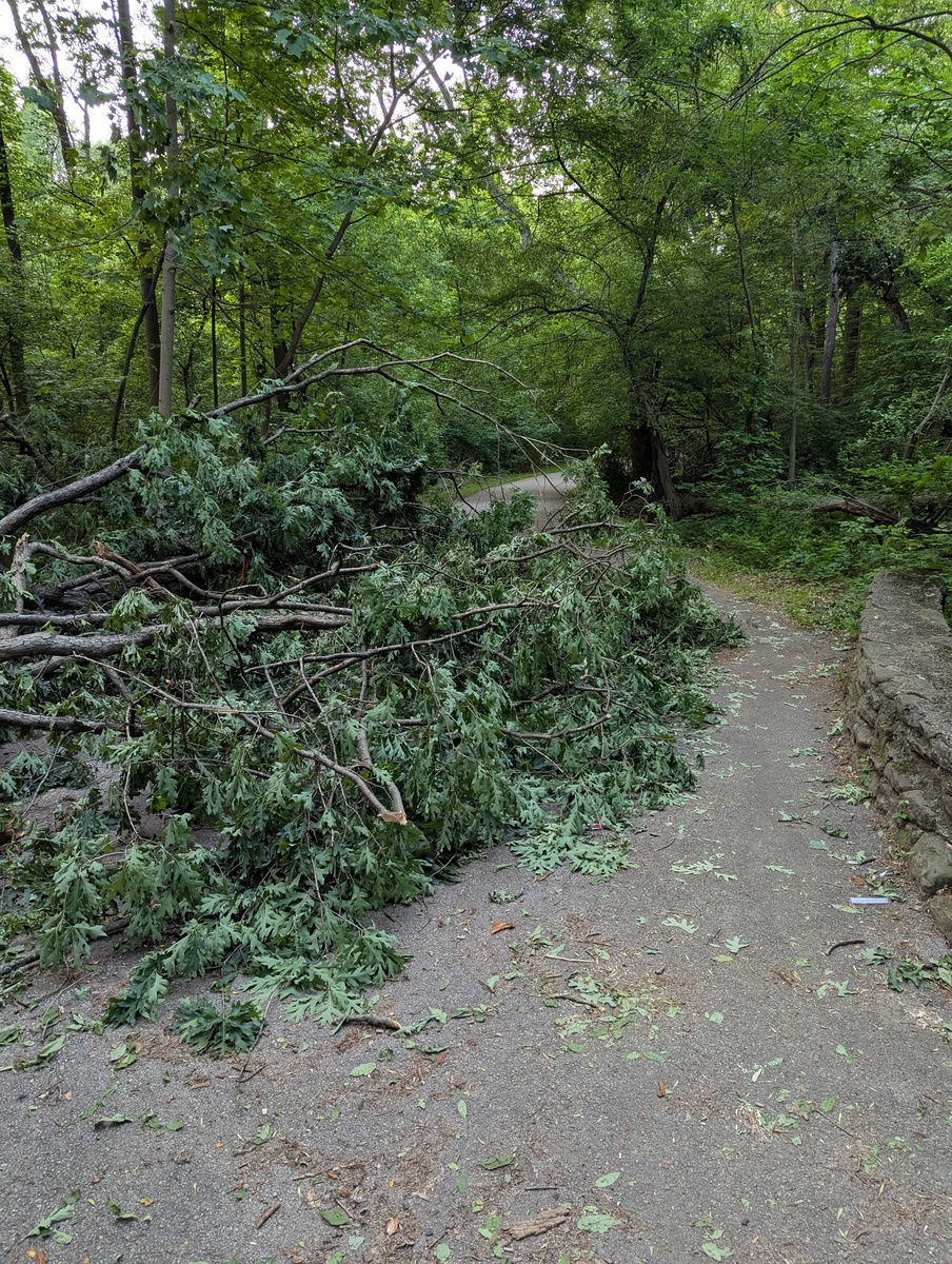 Photographic documentation of the work as submitted to the city's 311 record.