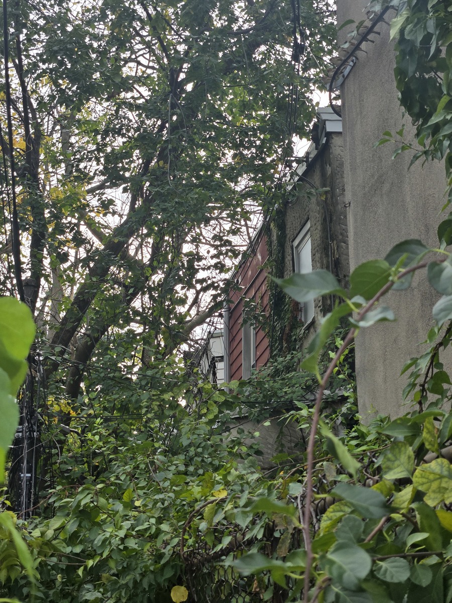 Photographic documentation of the work as submitted to the city's 311 record.