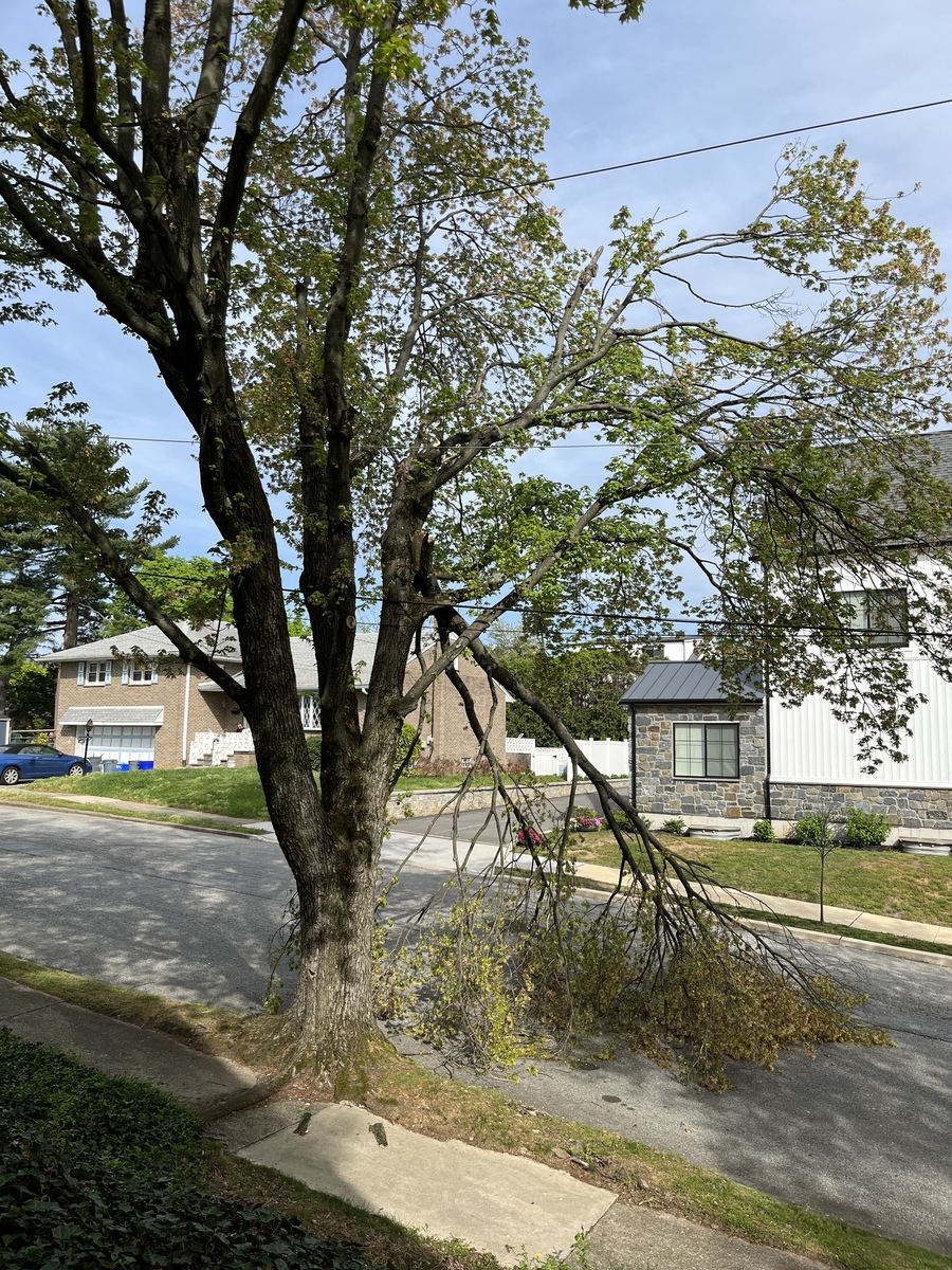 Photographic documentation of the work as submitted to the city's 311 record.