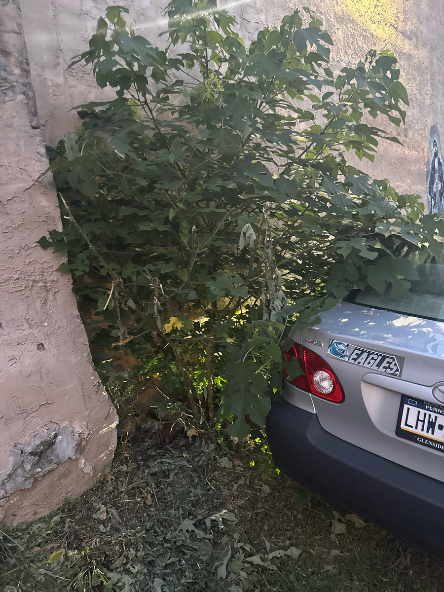 Photographic documentation of the work as submitted to the city's 311 record.