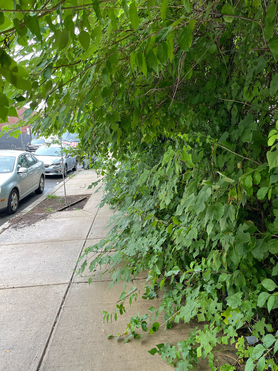 Photographic documentation of the work as submitted to the city's 311 record.