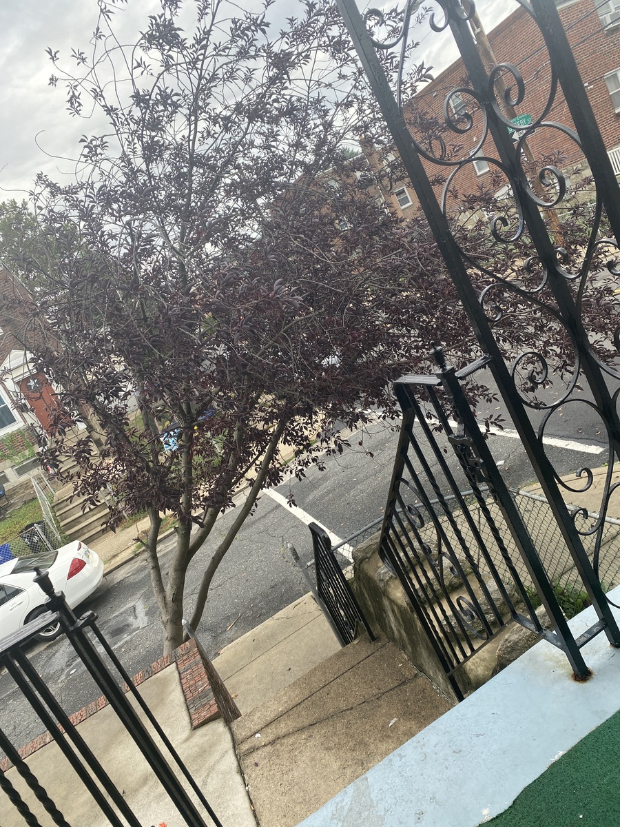 Photographic documentation of the work as submitted to the city's 311 record.