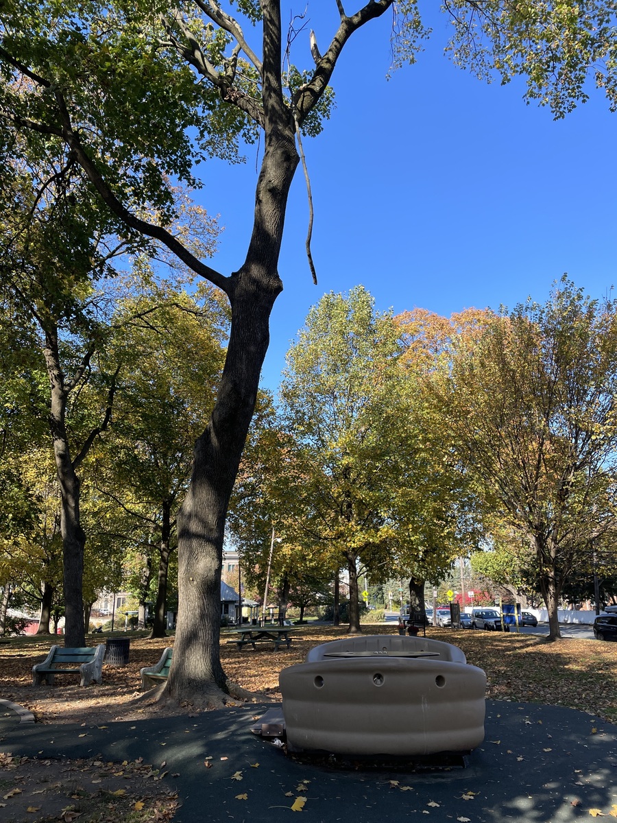 Photographic documentation of the work as submitted to the city's 311 record.